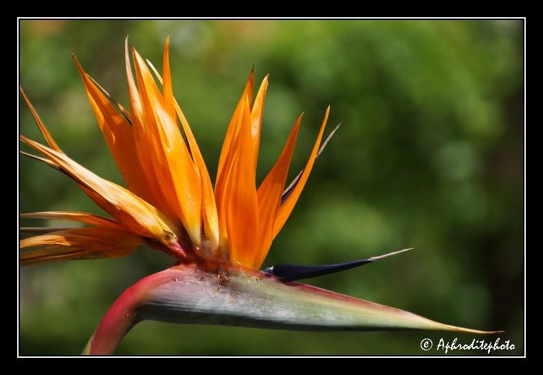 025 Fleurs